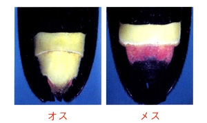 ゲンジボタルのオスとメスの発光器の違い
