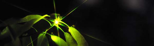 ほたるについて